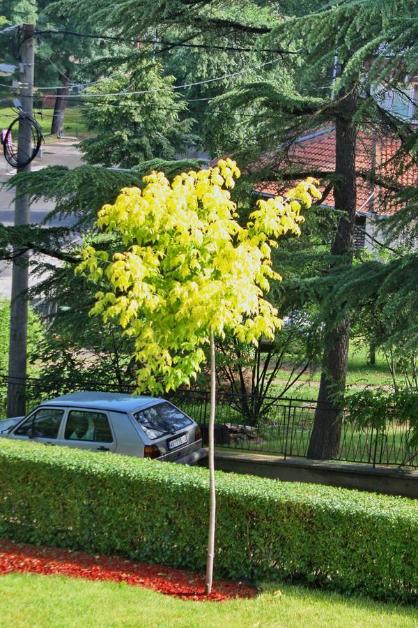 Apartmani15 Arandjelovac Esterno foto